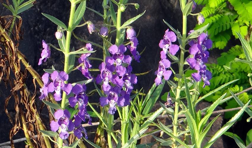 This is angelonia flower