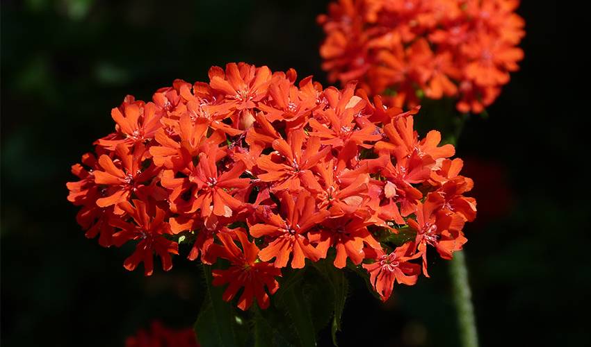 This is an asclepias flower