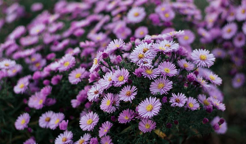 This is the Aster flower
