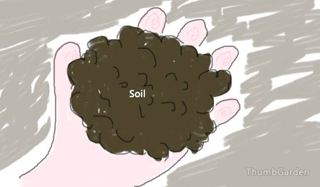 Add healthy soil to your plants bed