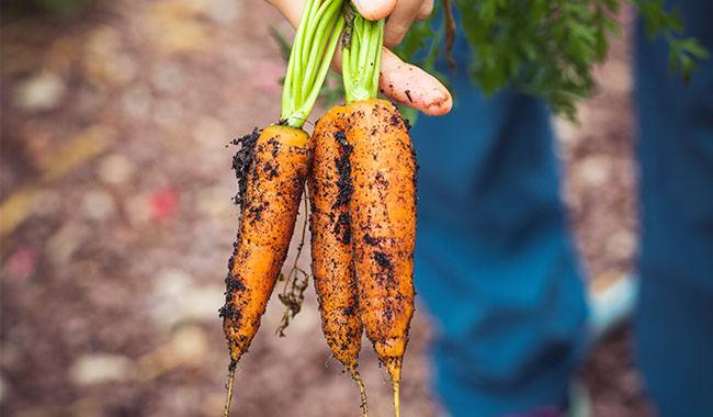 Carrots just harvested from the farm - how to grow carrots