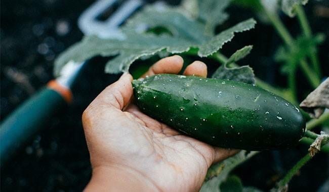 Freshly picked cucumbers - how to keep cucumbers fresh