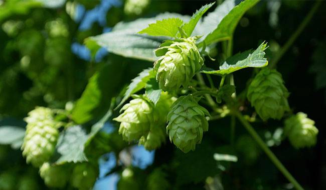Hops on the tree - what are hops