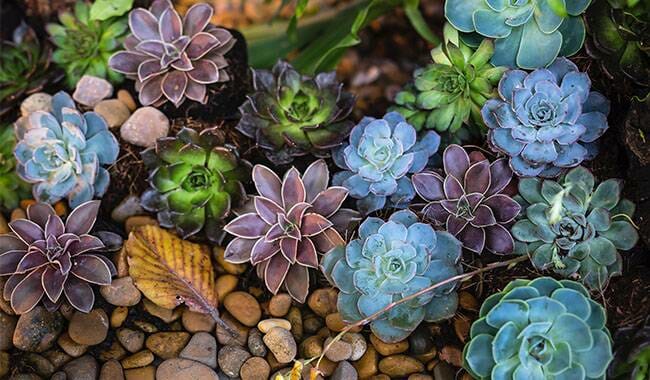 Many different types of succulents
