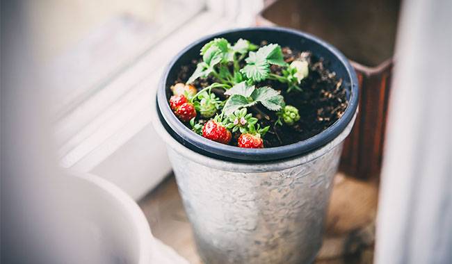 Plant a strawberry in a flowerpot