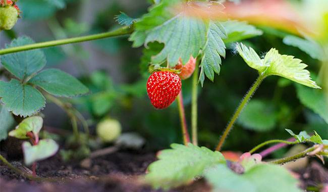 Strawberries grow healthy in the farmland. - how to plant strawberries in a pot