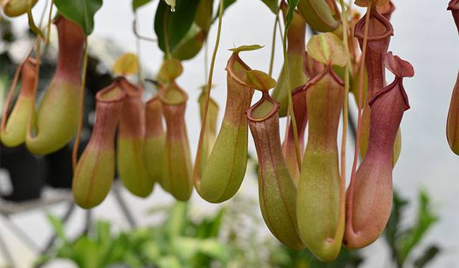 There are a lot of Nepenthes plants on the tree