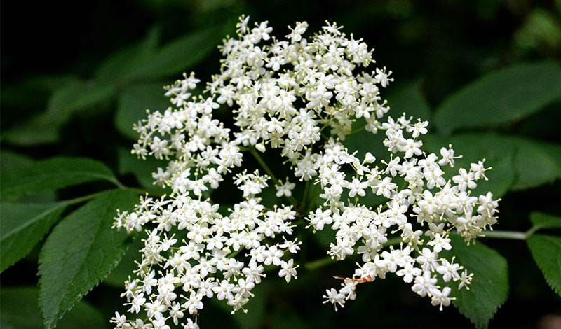 This is Baby's Breath flowers