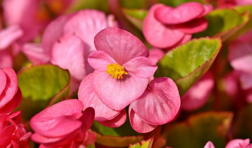 This is a begonia flower