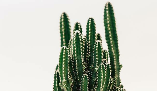 This is a cactus - Benefits of cactus