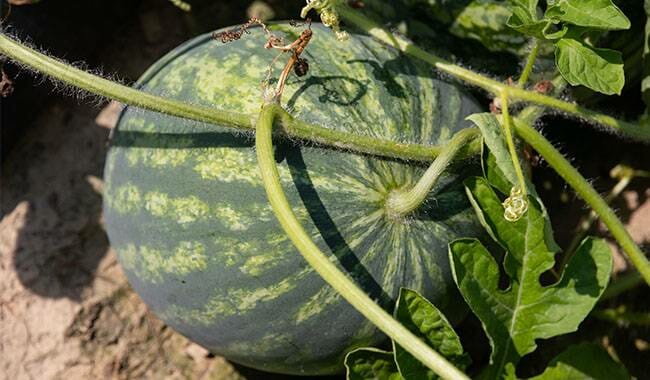 This is a ripe watermelon in the farmland - how to grow watermelon