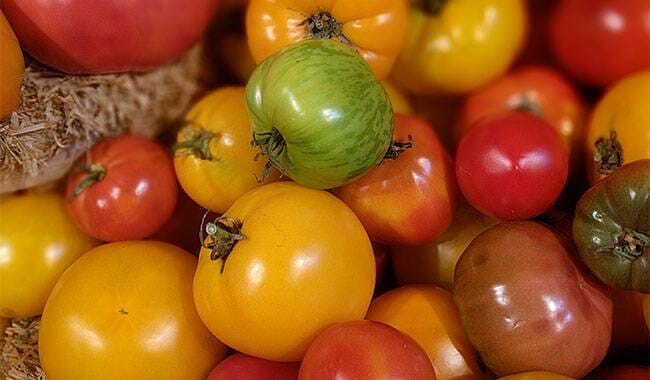 This is colorful tomatoes