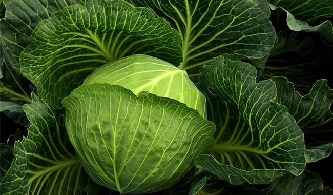 This is fresh cabbages - benefits of cabbage