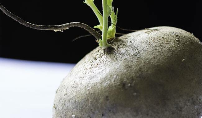 This potato has sprouted and it contains Solanine toxin - is it ok to eat potatoes that have sprouted