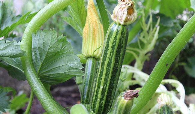 How long for cucumbers to grow Tips for Beginners