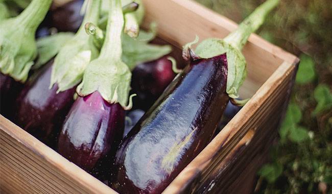 How much sun do eggplants need to grow