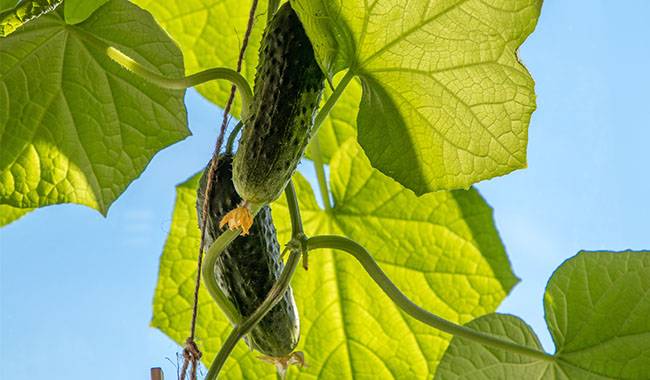 How often to water cucumbers New gardeners must know.