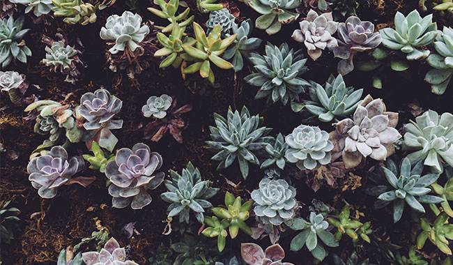 How to care for indoor succulents Tips for life