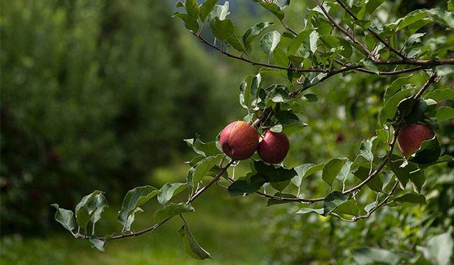 How to fertilizing apple trees