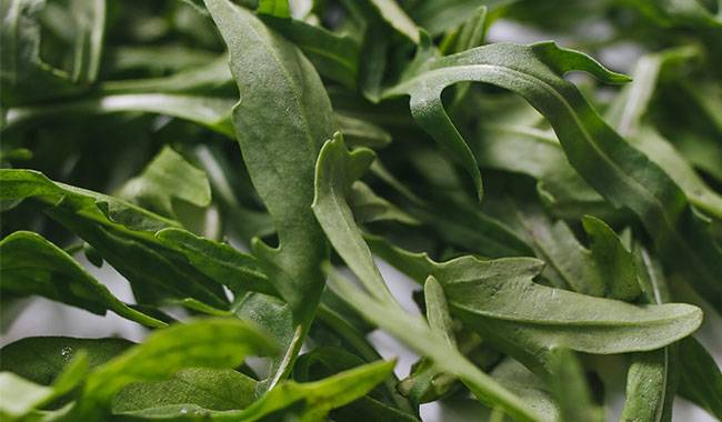 How to grow arugula Here's some simple tips for you