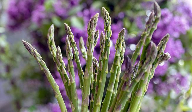 How to grow asparagus in the garden