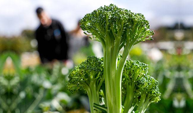 How to grow broccoli Tips for beginners