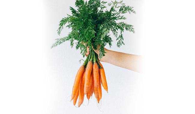 How to grow carrots in water Reply by expert