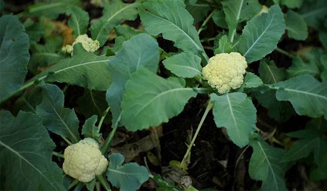 How to grow cauliflower in pots Planting for tips