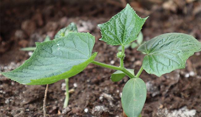 How to grow cucumbers in containers