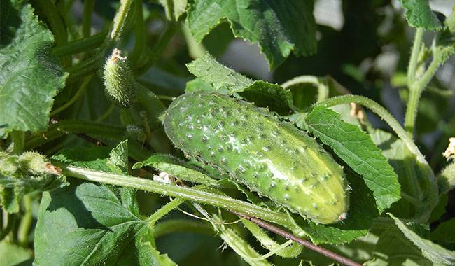 How to grow cucumbers vertically
