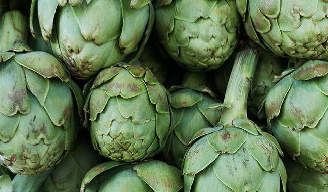 How to growing artichokes Planting for tips
