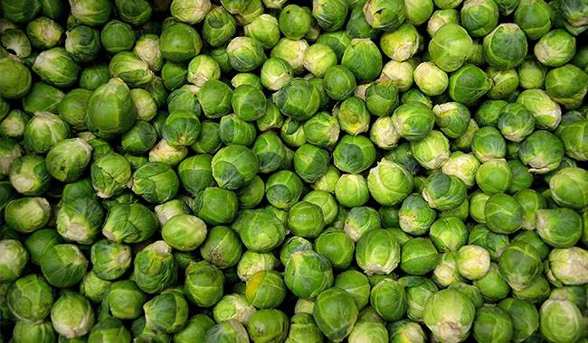How to harvest brussel sprouts Tips for beginners