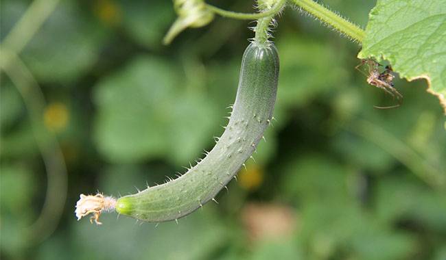 How to harvest cucumbers Gardener knows