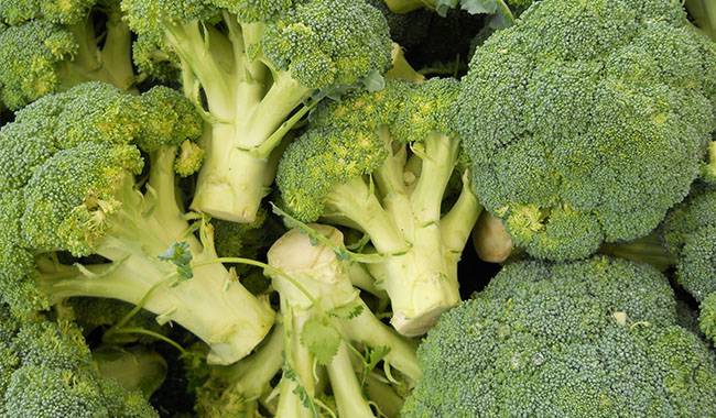 How to harvesting broccoli Advice from the experts