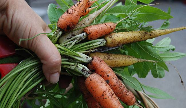 How to know when to harvest carrots and store them