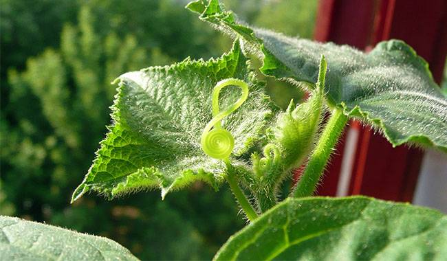 How to plant cucumber seeds