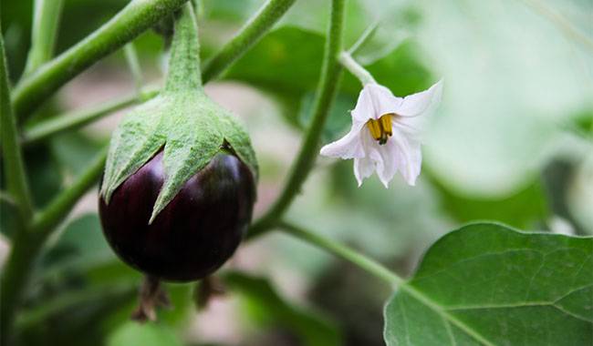 How to plant eggplant for outdoors