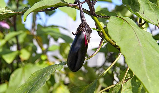 How to plant eggplant in Garden