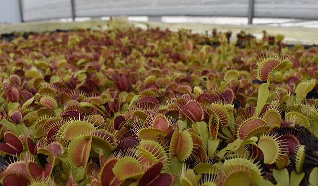 Many Venus flytraps are planted on the farm.