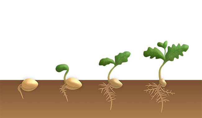 Peanut seeds growth process