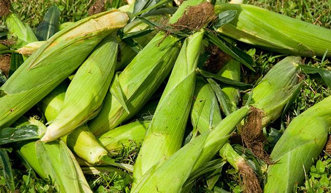 The 4 tips for how to grow potted corn