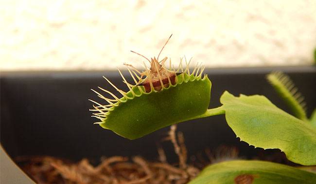 The Venus flytrap is preying on its prey.