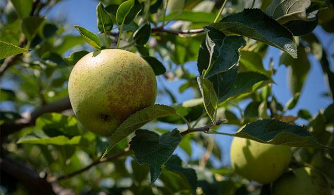 The best way for apple tree care