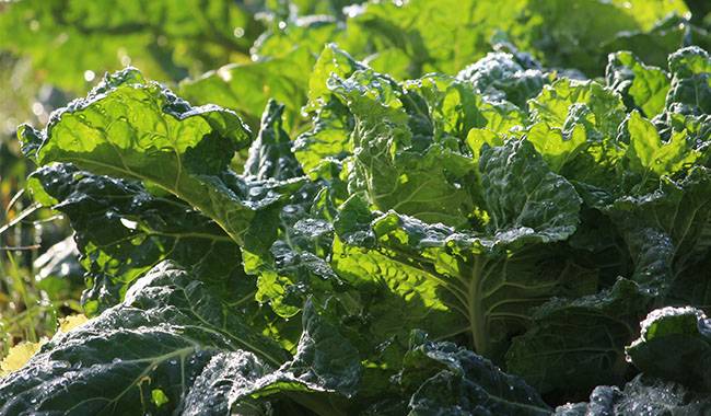 These are the collard greens grown in the farmland