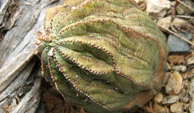 This is a baseball plant(Euphorbia obesa)