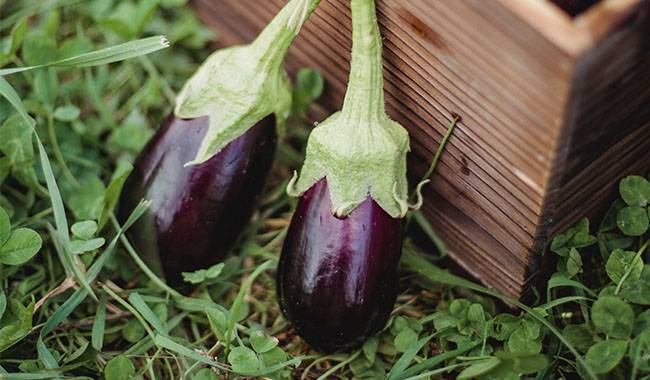 This is freshly picked eggplant