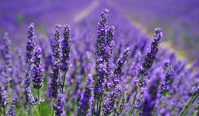 This is is Lavender