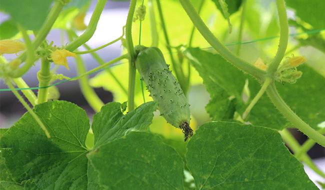 Tips about how much sun do cucumbers need