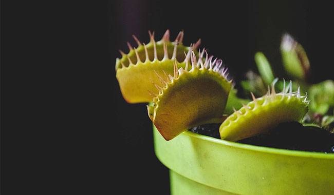 Venus flytrap in pot