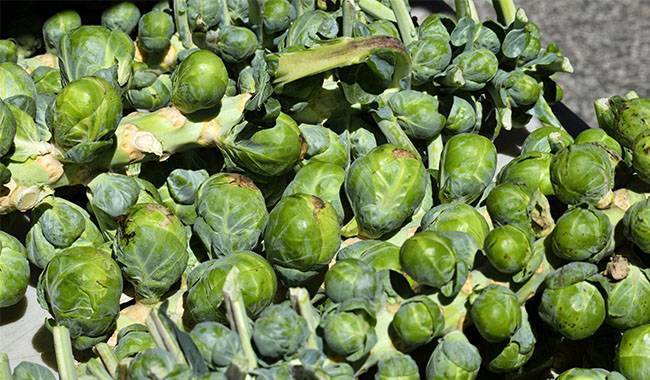 What are the tips for growing Brussel sprouts